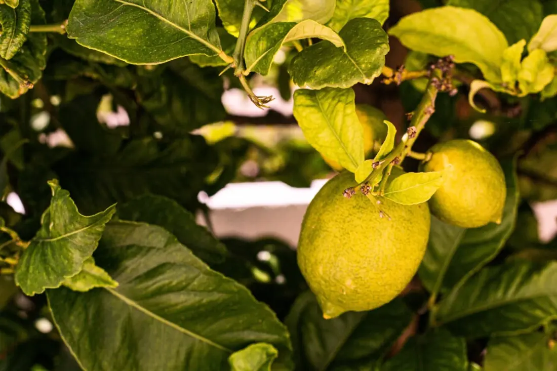 Lemon Tree - Vízparti apartmanok