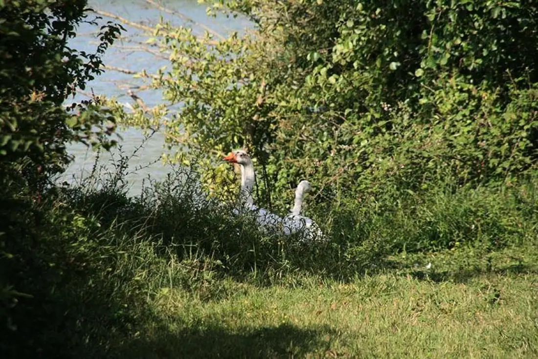 Domaine du Lac de Neguenu