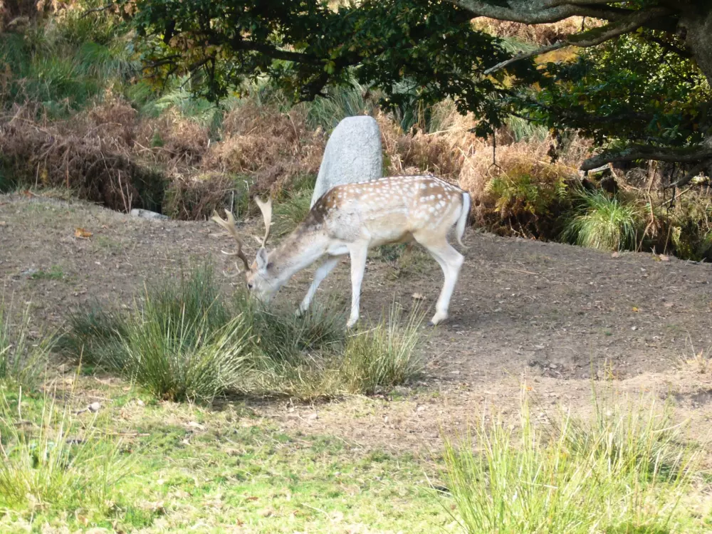 Kemping Ecologique le Lac O Fées 3 Csillagok★★★