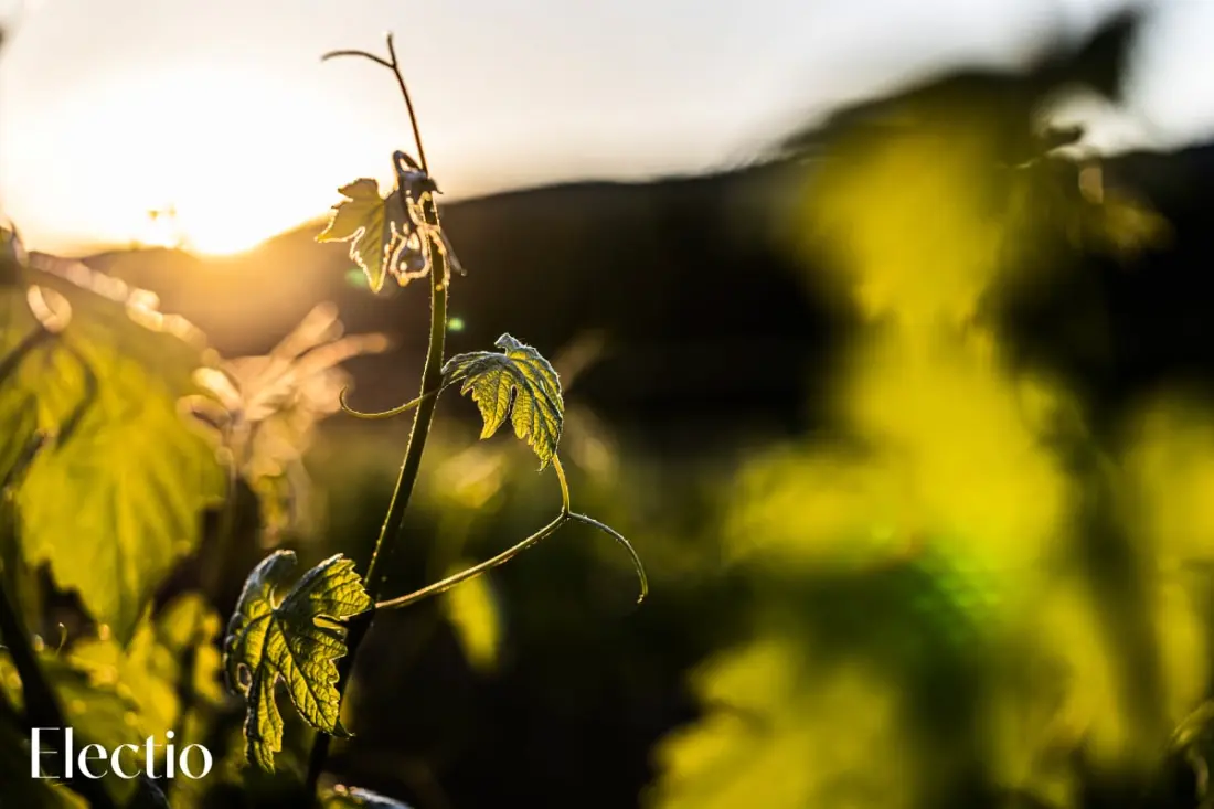 Great Bastide | Domaine Tour Campanets