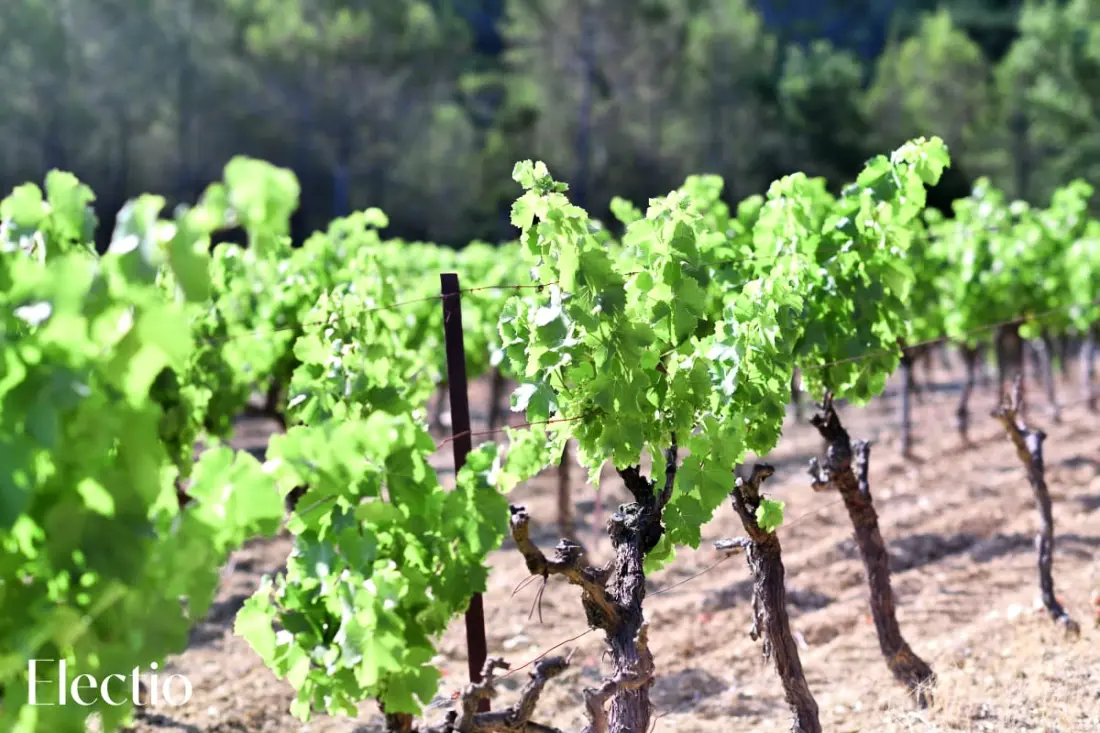 Great Bastide | Domaine Tour Campanets