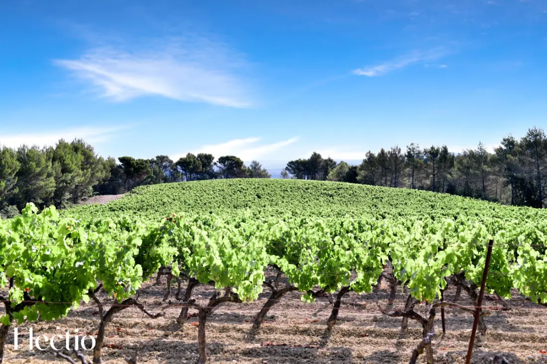 Great Bastide | Domaine Tour Campanets