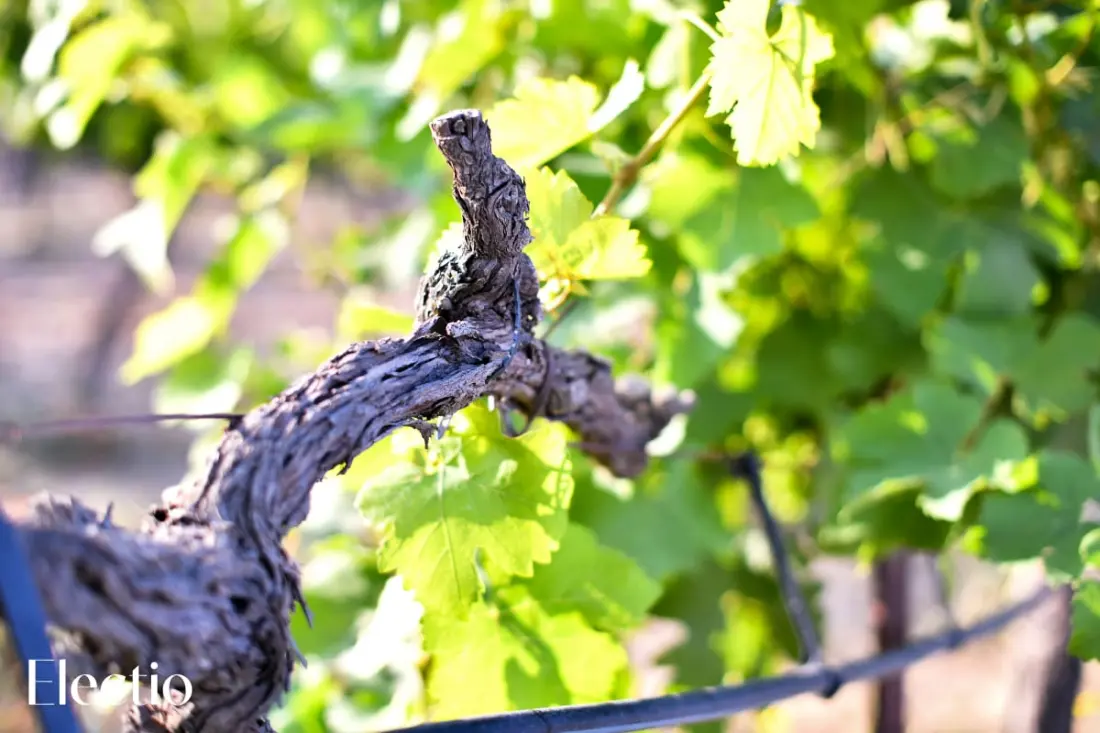 Great Bastide | Domaine Tour Campanets