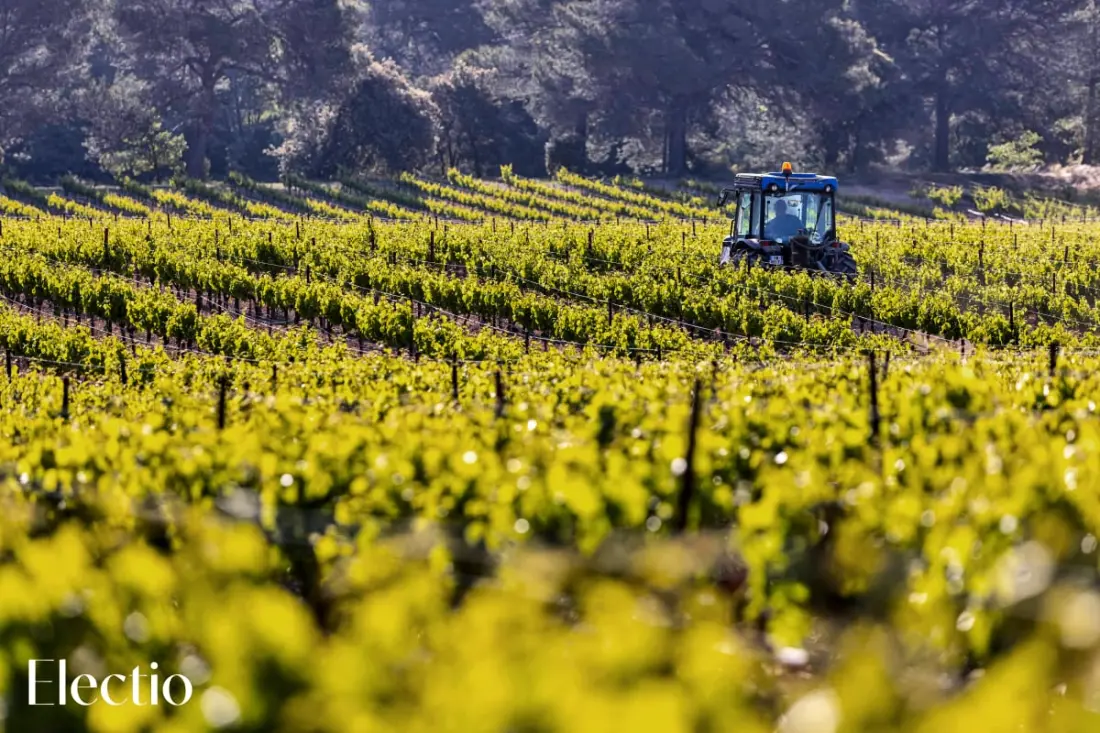 Great Bastide | Domaine Tour Campanets