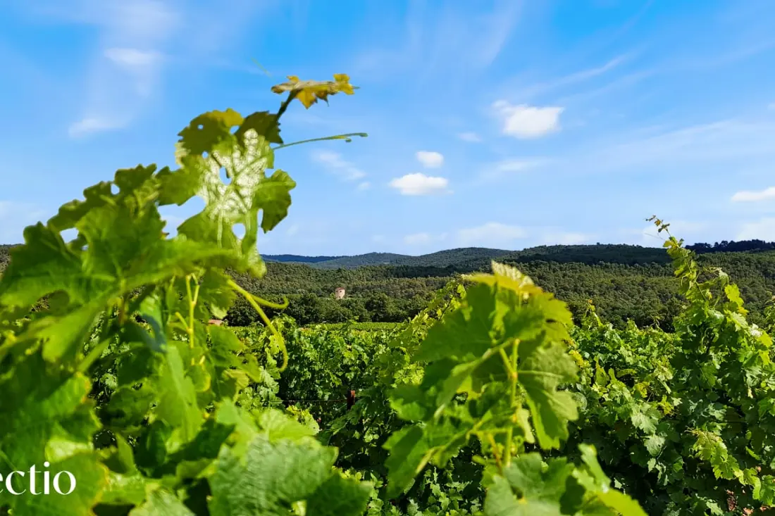 A Pigeonnier- Domaine Tour kampányok