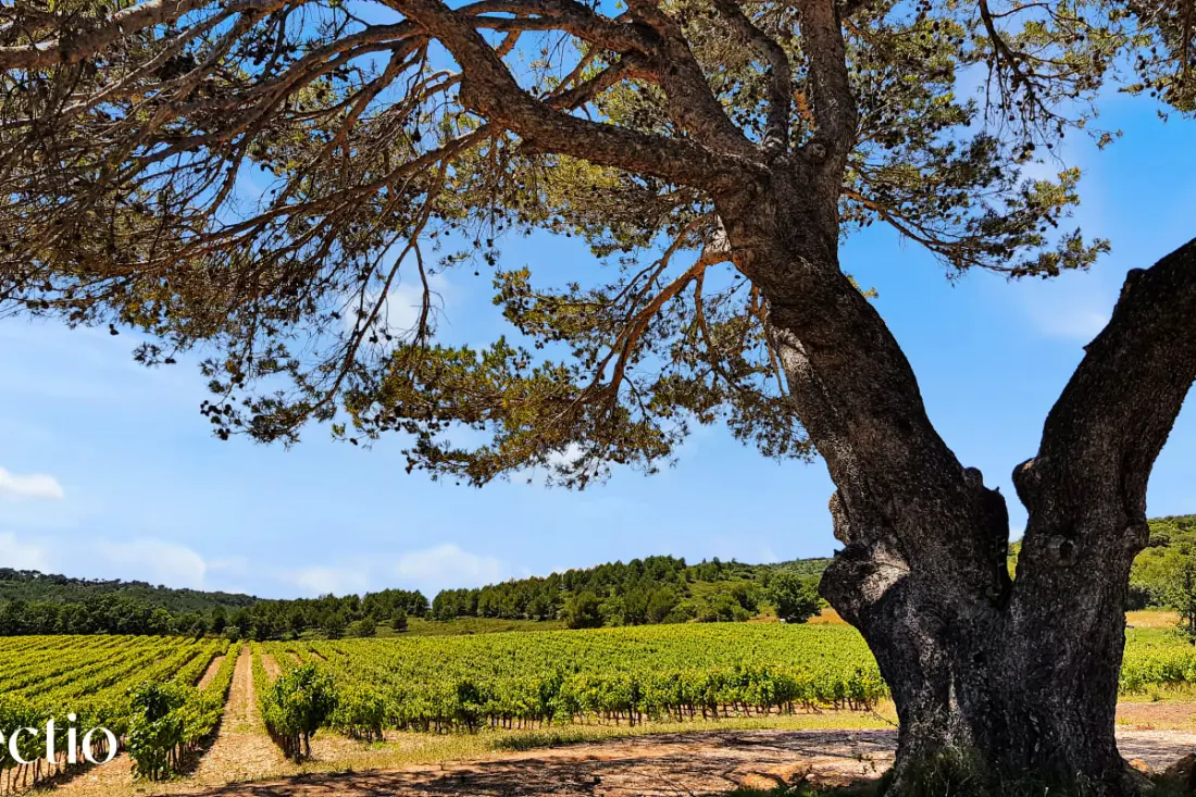 A Pigeonnier- Domaine Tour kampányok
