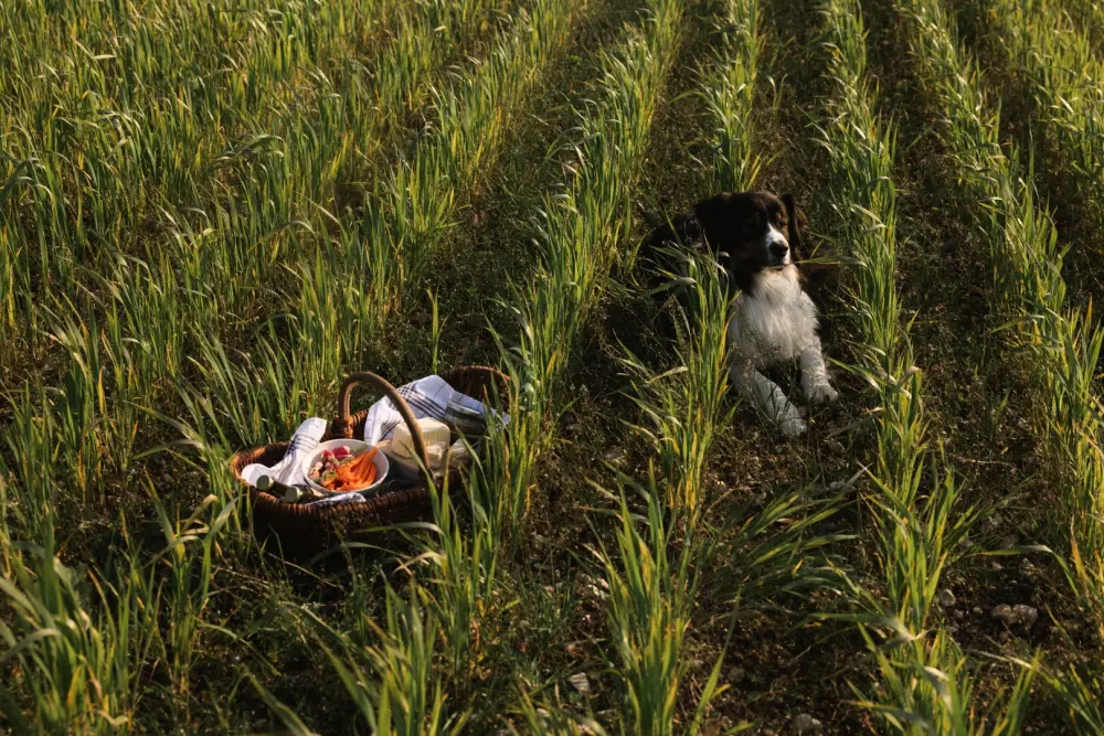 Vallée - Parcel Tiny House