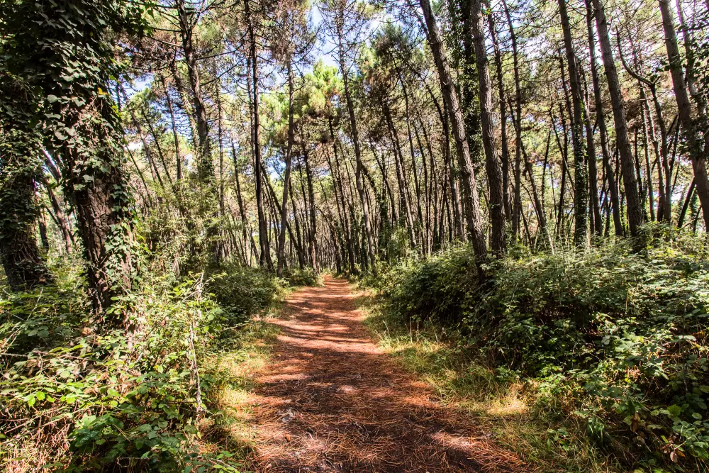 Club del Sole Marina Romea Easy Camping Village 3 Sterren★★★