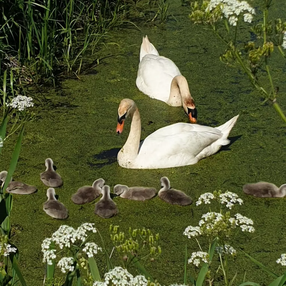 Kemping Eefting (Vodatent)