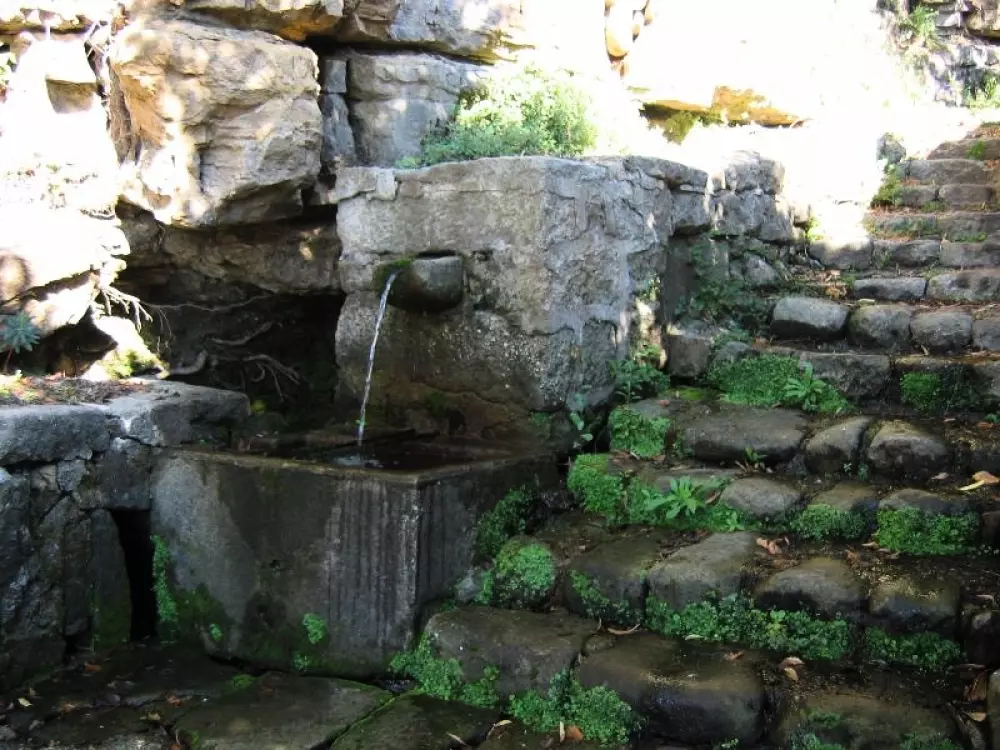 ZAMKNIĘTE HORTENZJE