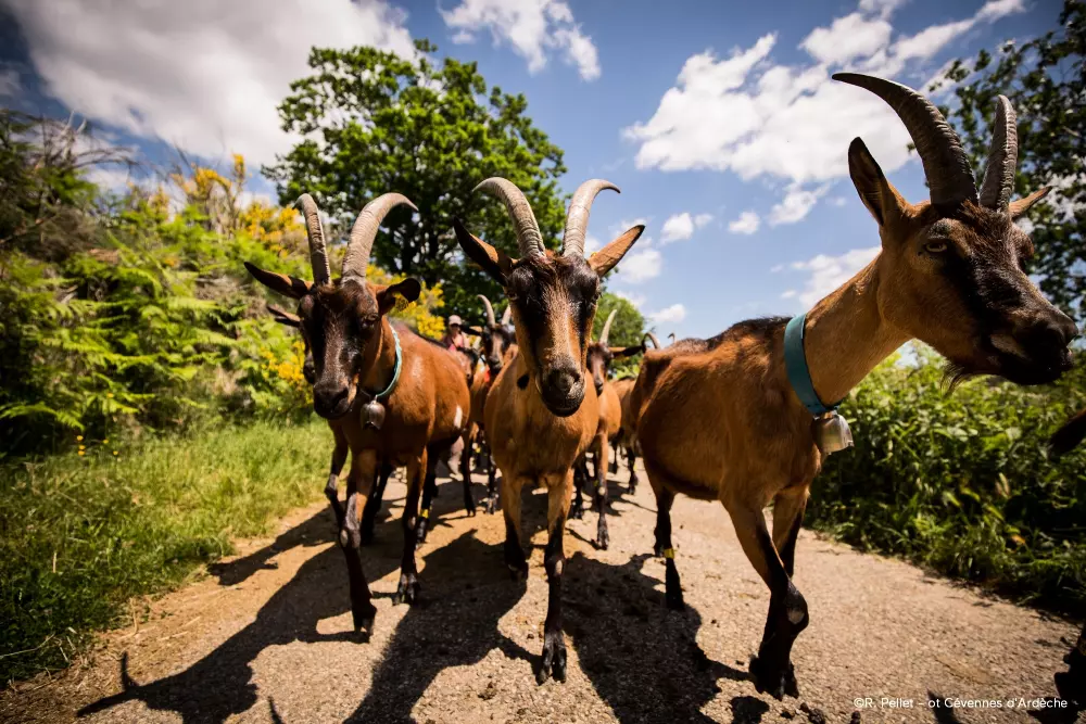 ZAMKNIĘTE HORTENZJE