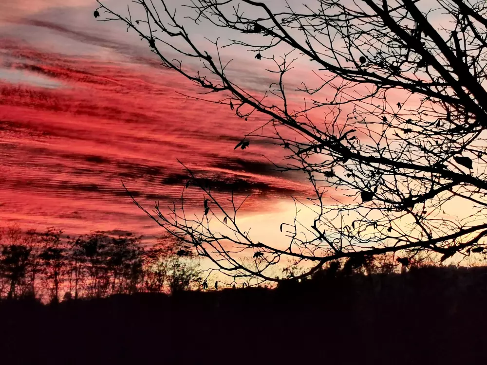 ZAMKNIĘTE HORTENZJE