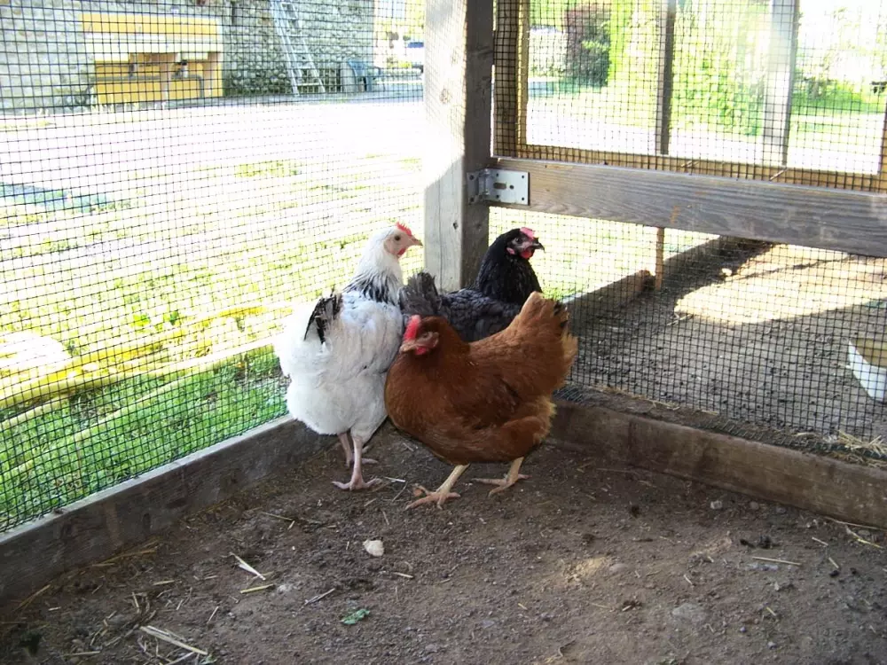 ZAMKNIĘTE HORTENZJE