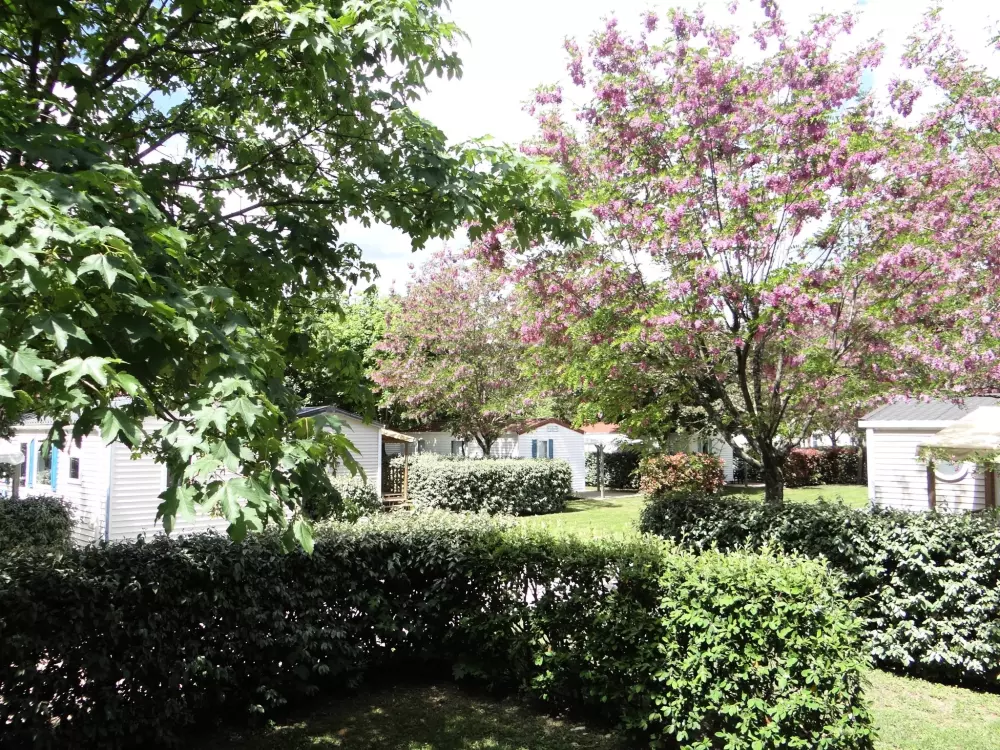 ZAMKNIĘTE HORTENZJE