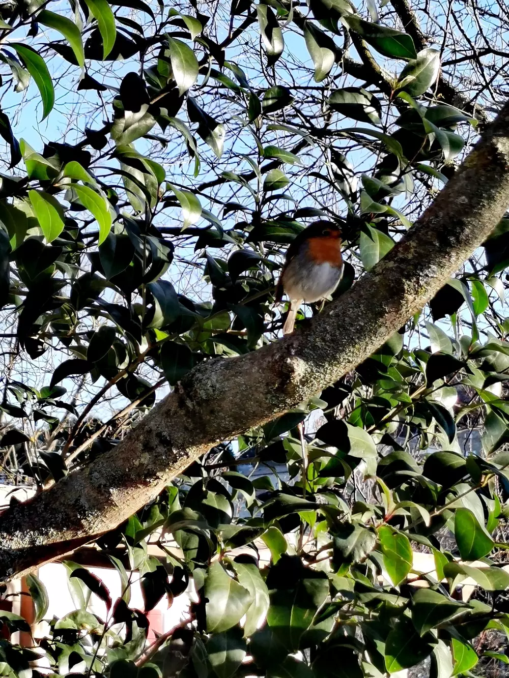 ZAMKNIĘTE HORTENZJE