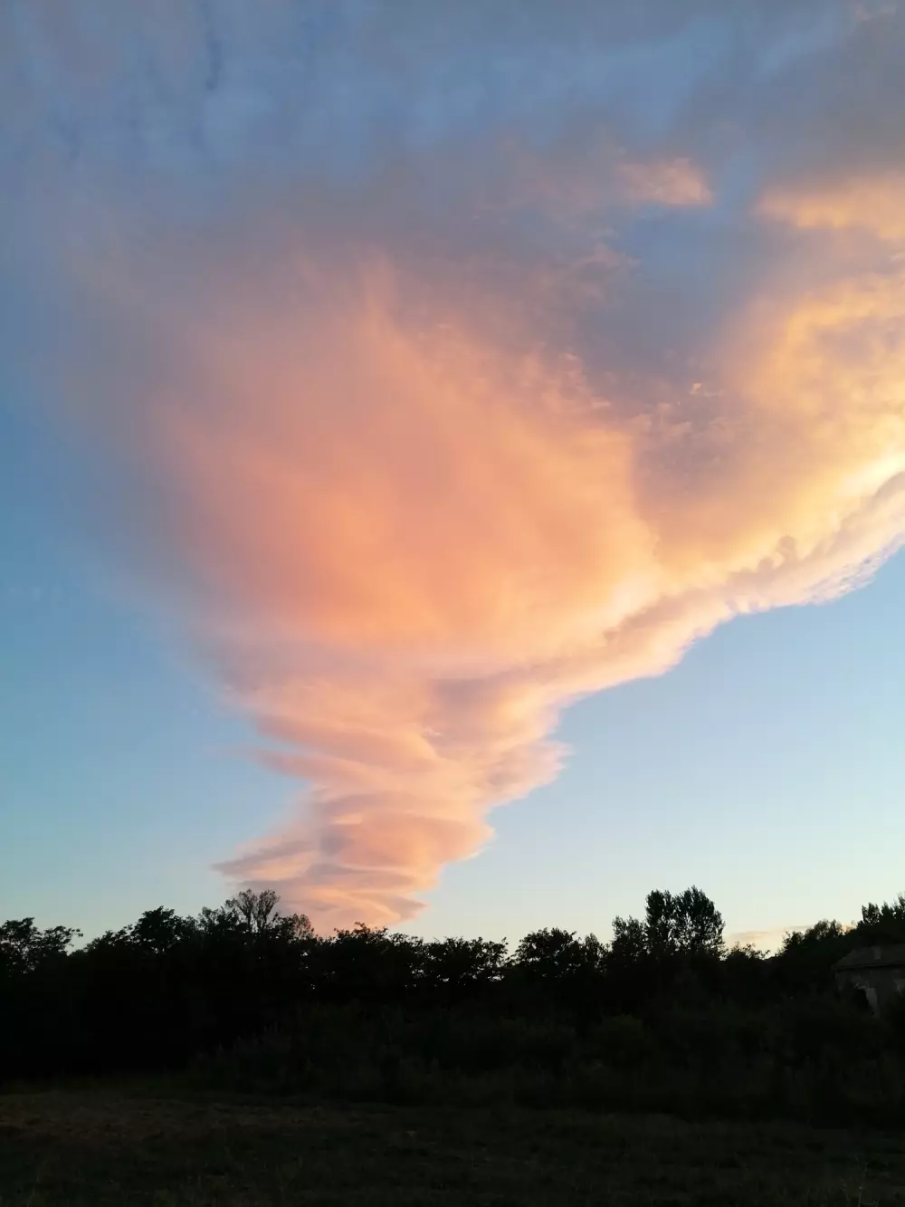 ZAMKNIĘTE HORTENZJE