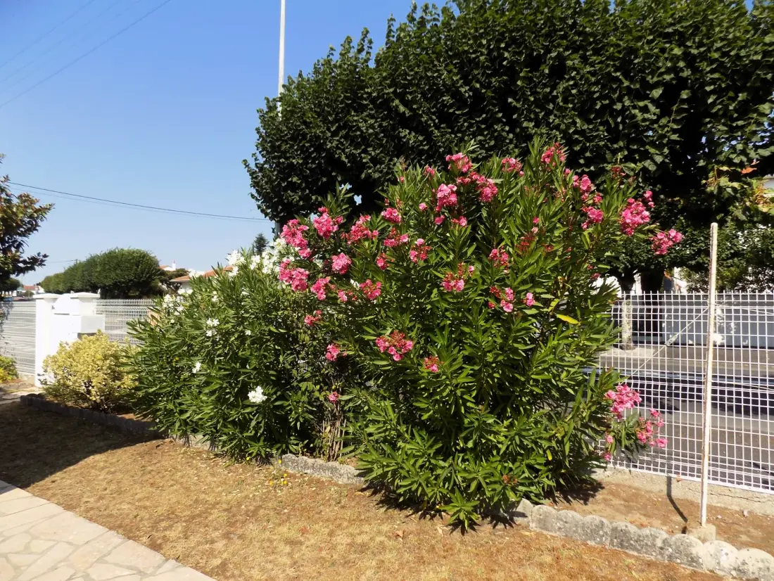 Residence De Sg04446-st Georges De Didonne