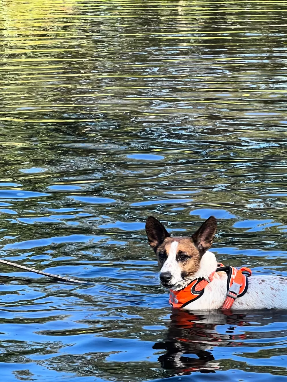 Camping De Toffe Peer 4 Sterne★★★★