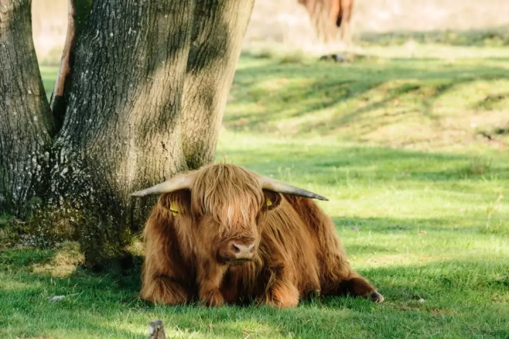 Camping De Toffe Peer 4 Sterne★★★★