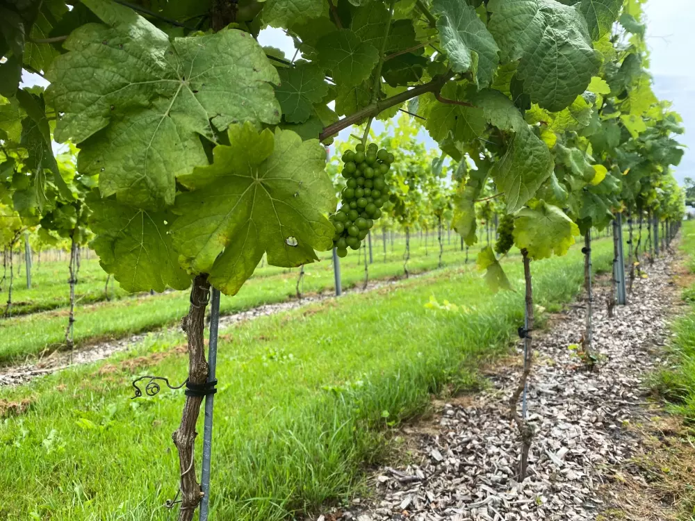 Camping De Toffe Peer 4 Sterne★★★★