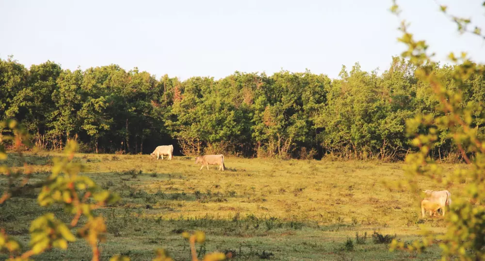 Camping LES 3 CANTONS 4 étoiles★★★★
