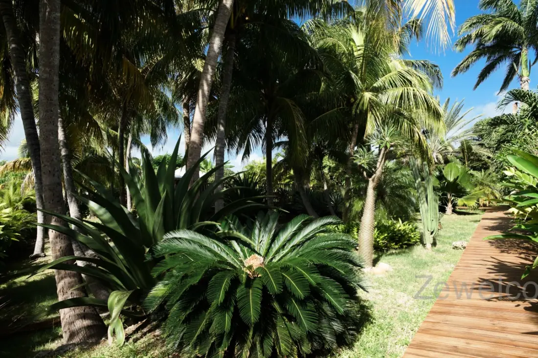 Bungaló Pitaya