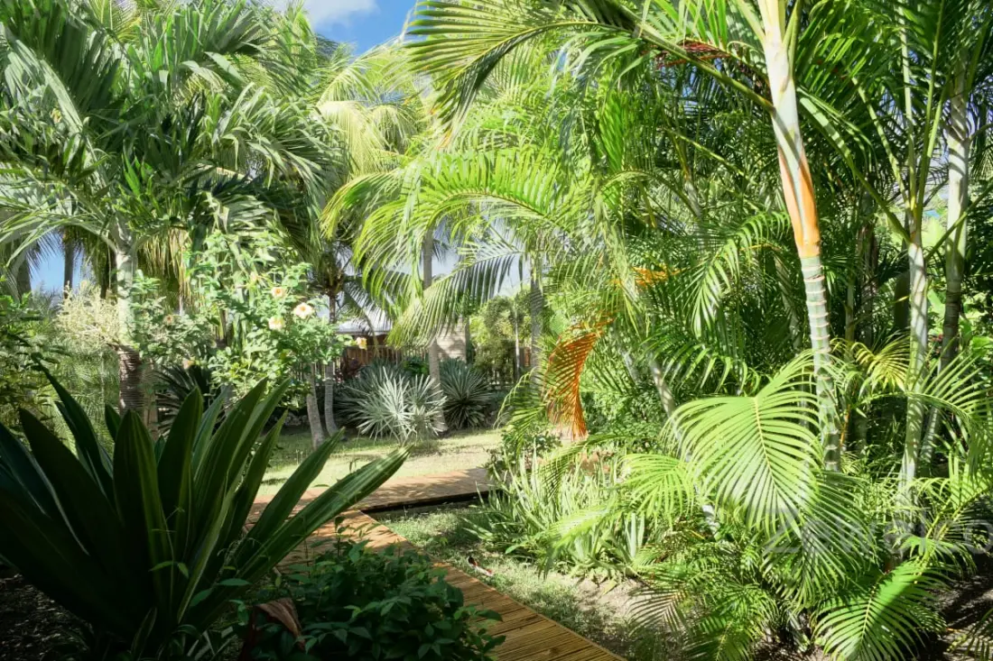Bungaló Pitaya