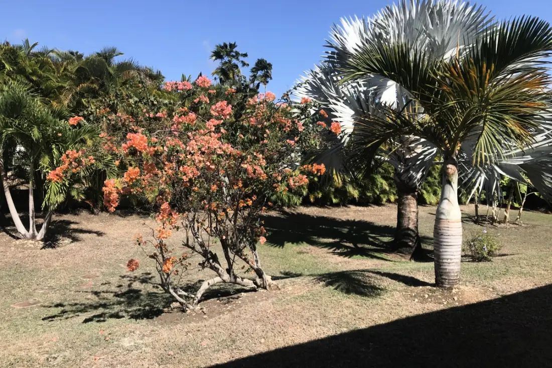 Traveller's Tree Villa