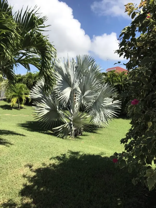 Traveller's Tree Villa