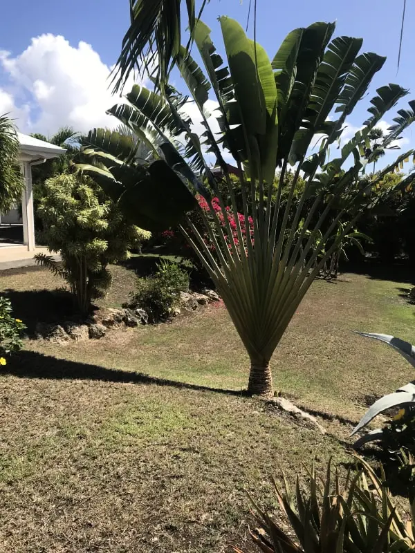 Traveller's Tree Villa