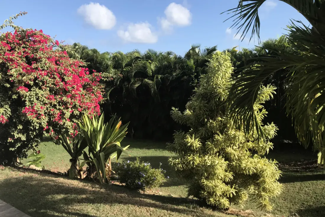 Traveller's Tree Villa