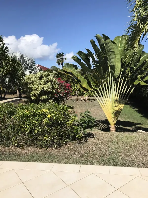 Traveller's Tree Villa
