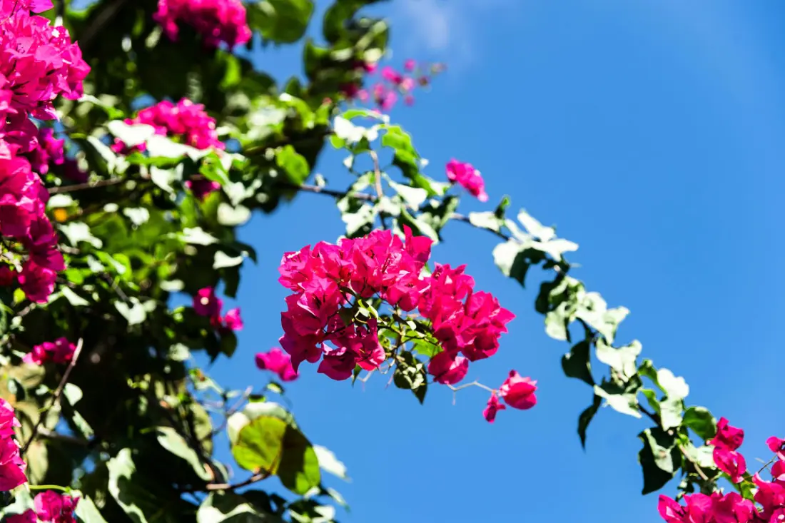 Villa La Plumeria