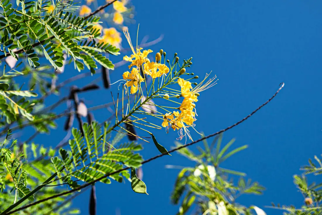 Villa La Plumeria