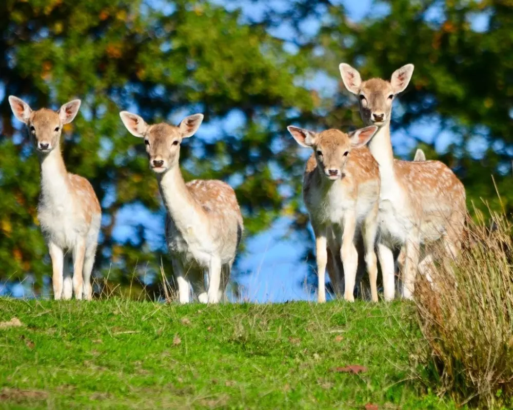 Camping Les Rives du lac Cantalès 3 étoiles★★★