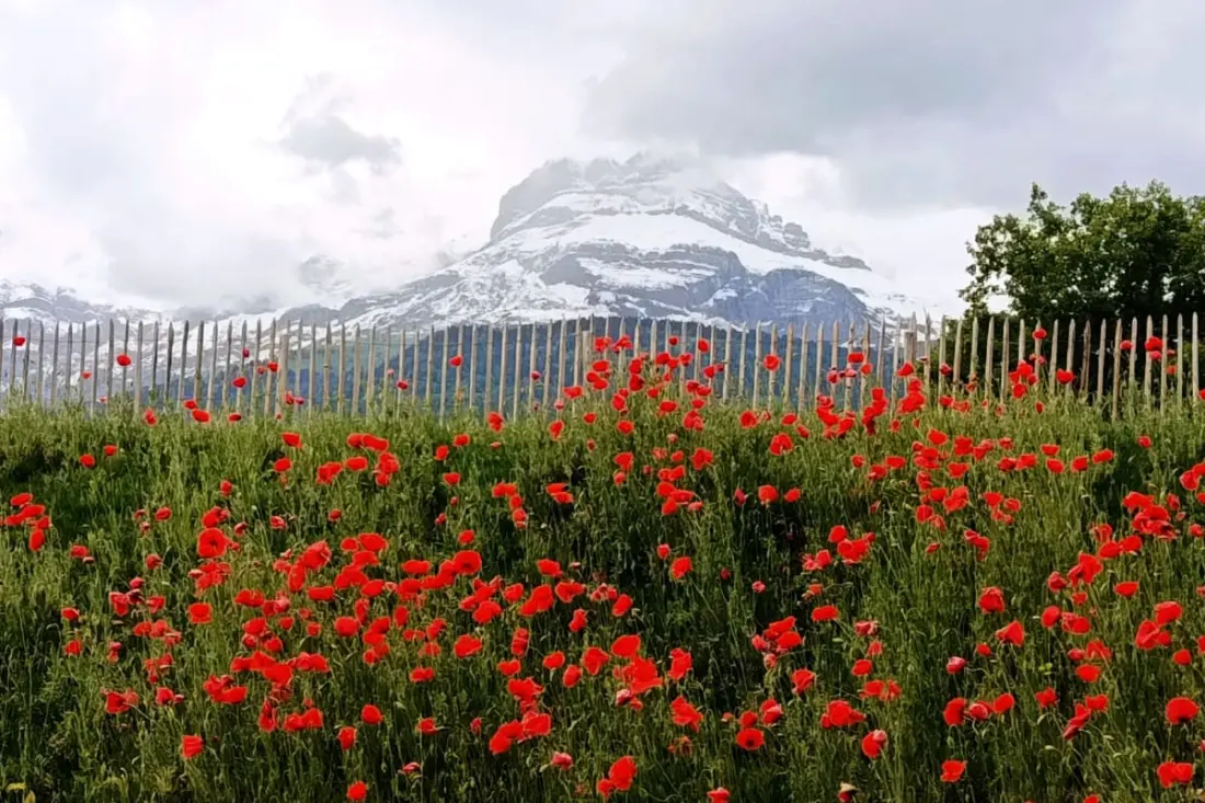 View Aravis és Terrace, Közeli Témák