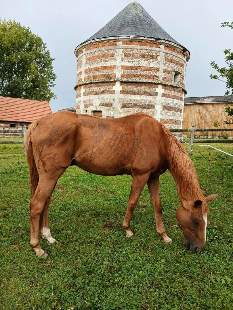 Gîte de France Gîtes de france® - gîte de blevillot 2 fül