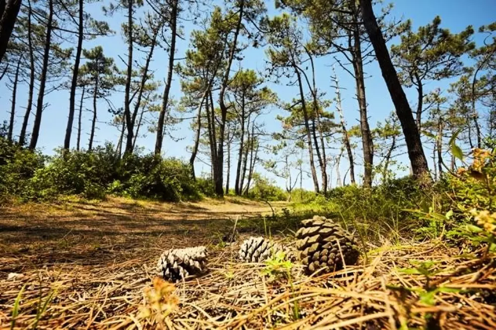 Campsite Domaine des Salins 4 Stars★★★★