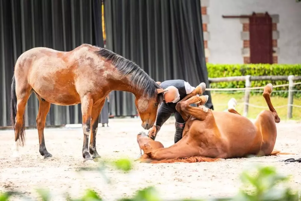 Flower Camping Au Bois Des Biches 4 Stars★★★★