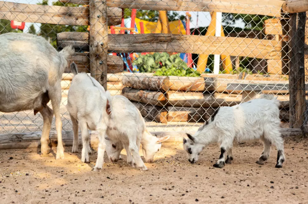 Camping Paradis la Grand'Métairie 4 Stars★★★★