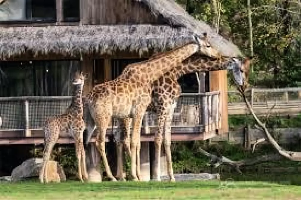 Campsite L'Abri des Pins 4 Stars★★★★