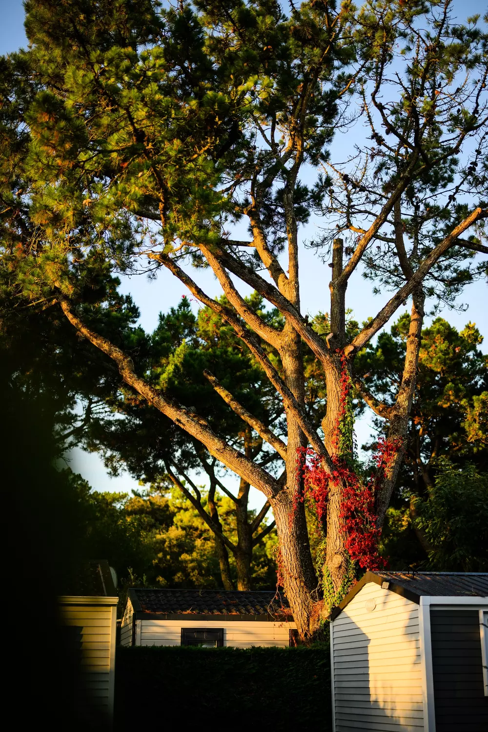 Campsite L'Abri des Pins 4 Stars★★★★