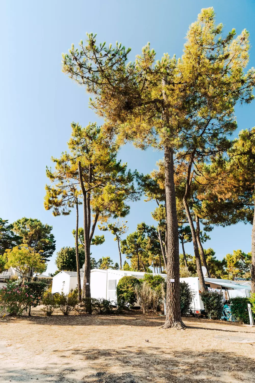 Campsite Sunêlia Le Tropicana 5 Stars★★★★★