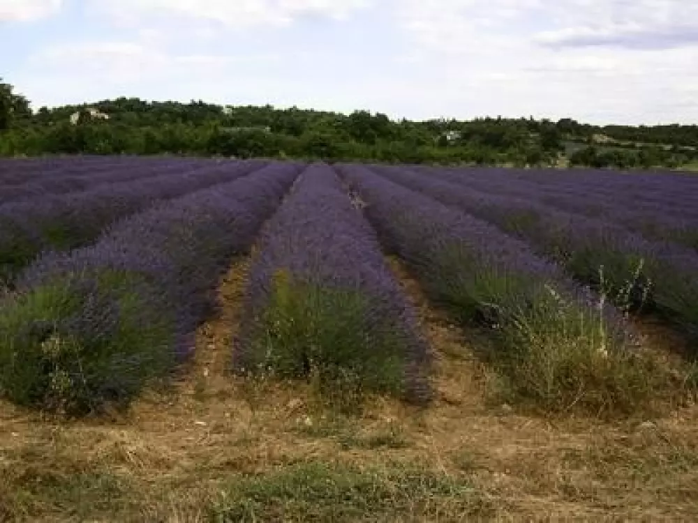 Camping L'Orée des Cévennes 2 Sterne★★