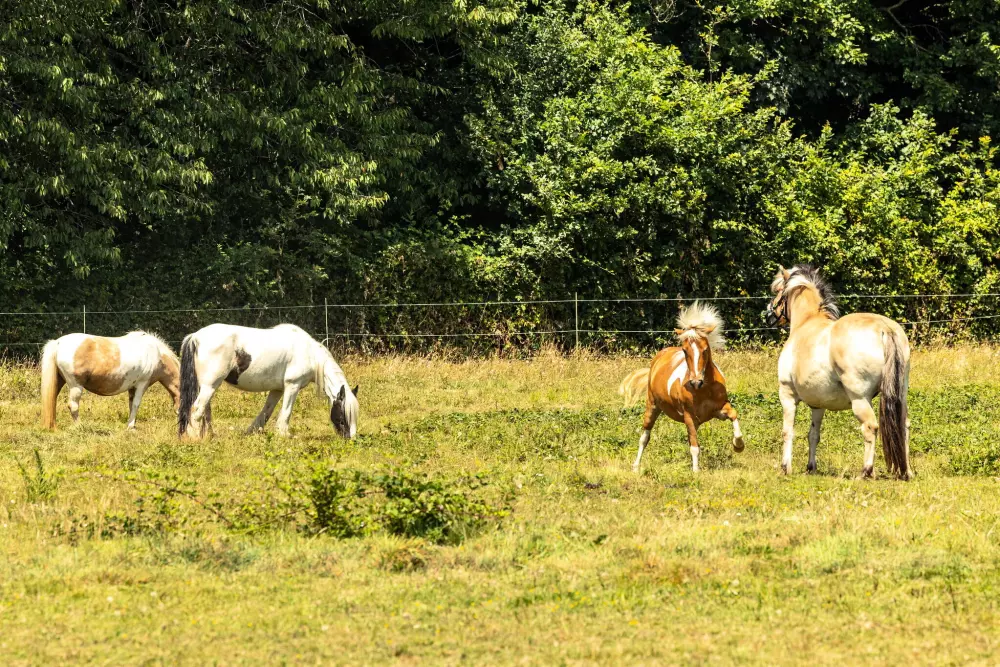 Camping Château La Forêt