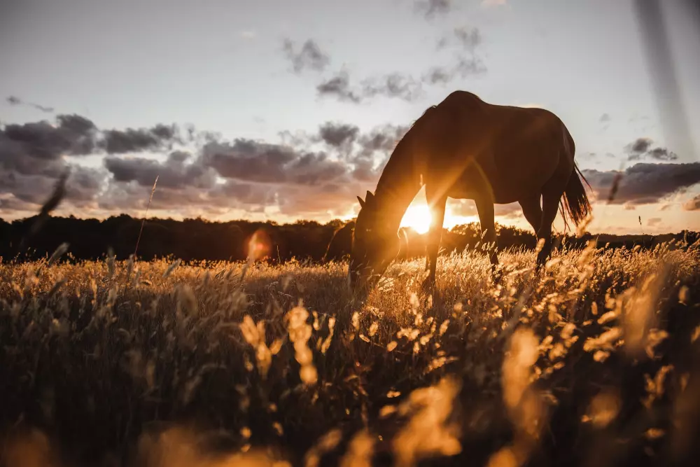 Village de la Guyonnière 5 Sterren★★★★★