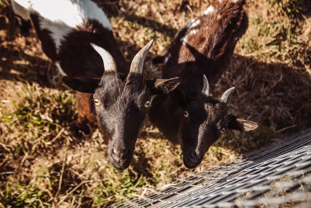 Village de la Guyonnière 5 Sterren★★★★★