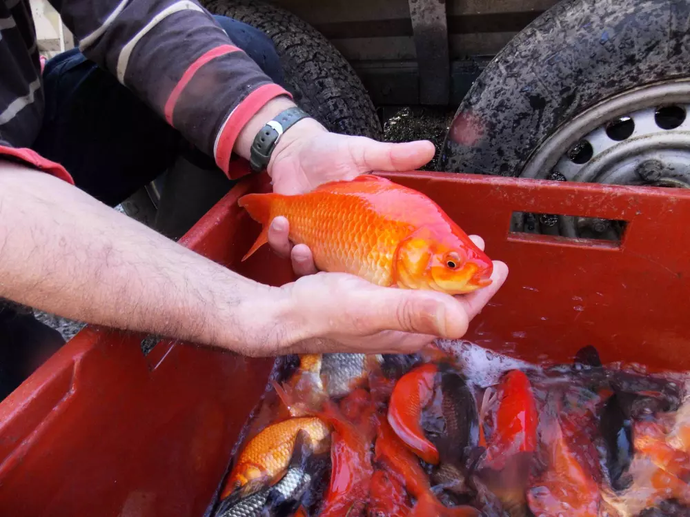 Kemping LA FOUGERAIE 3 Gwiazdy★★★