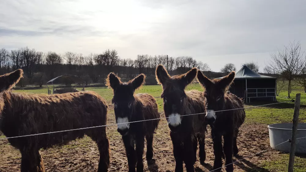 Camping le Lizot3 Stjerner★★★