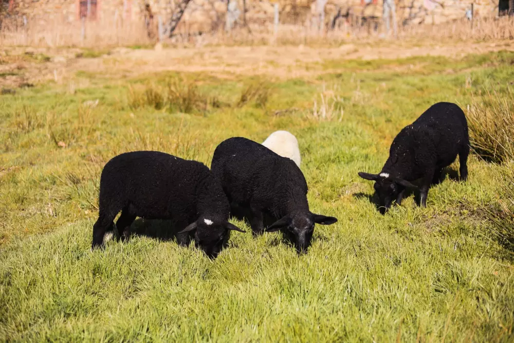 Pea - Parcel Tiny House